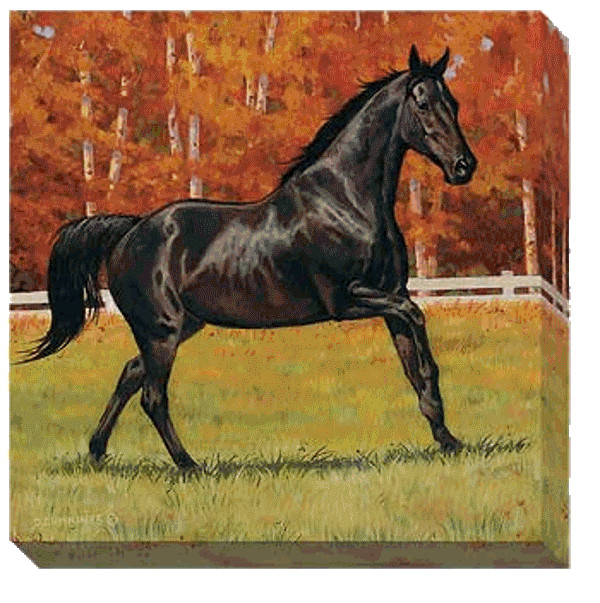 Thoroughbred Black Horse Wrapped Canvas Art