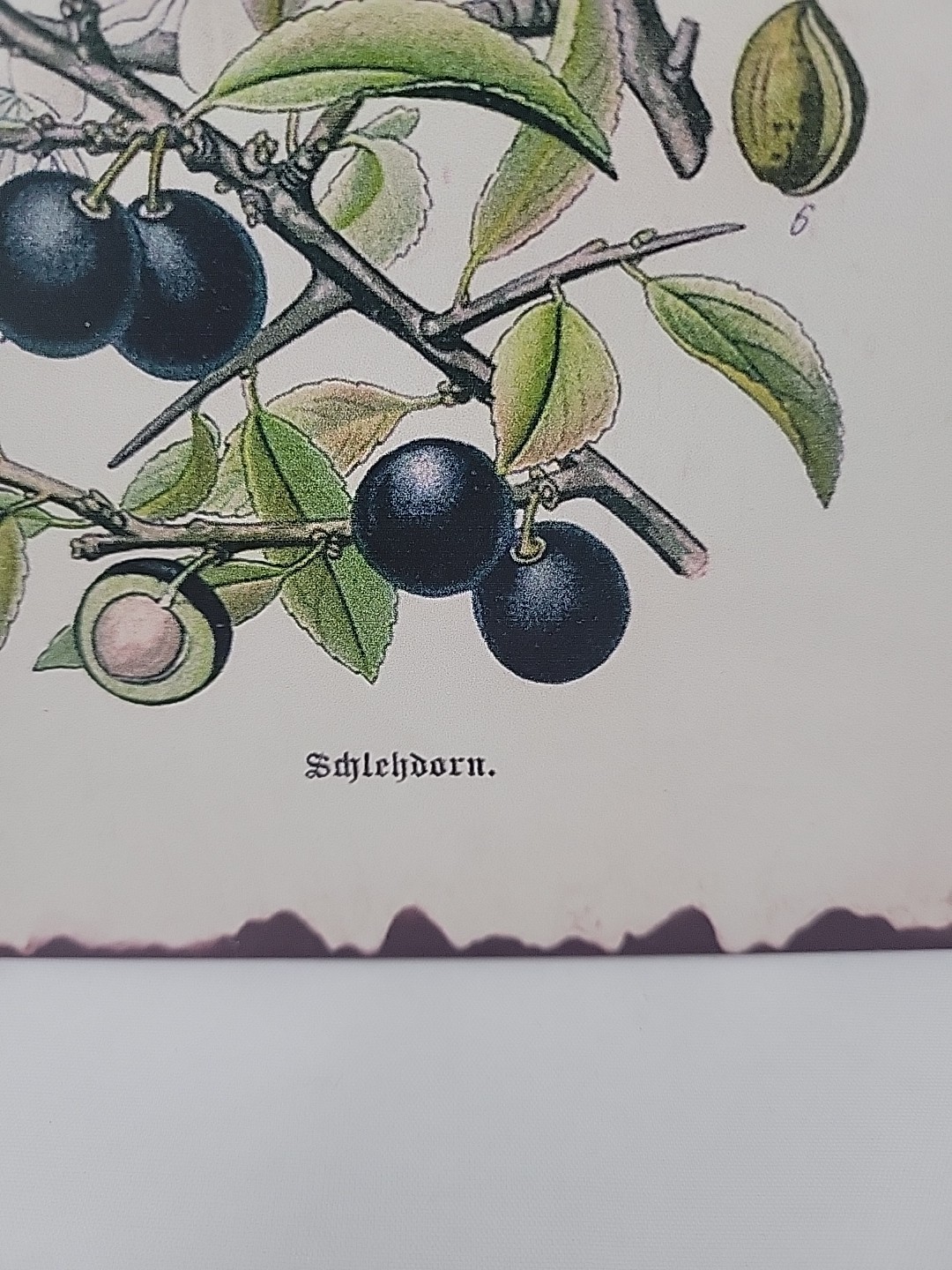 Barnyard Designs the sloe berry blackthorn plant Rustic Metal Wall Art 13″x10″