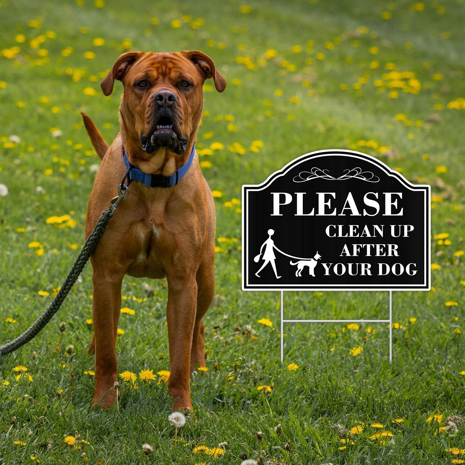 Clean Up After Your Dog Sign – 2 Pack, 12.6″x9.5″, Double Sided, Corrugated P…