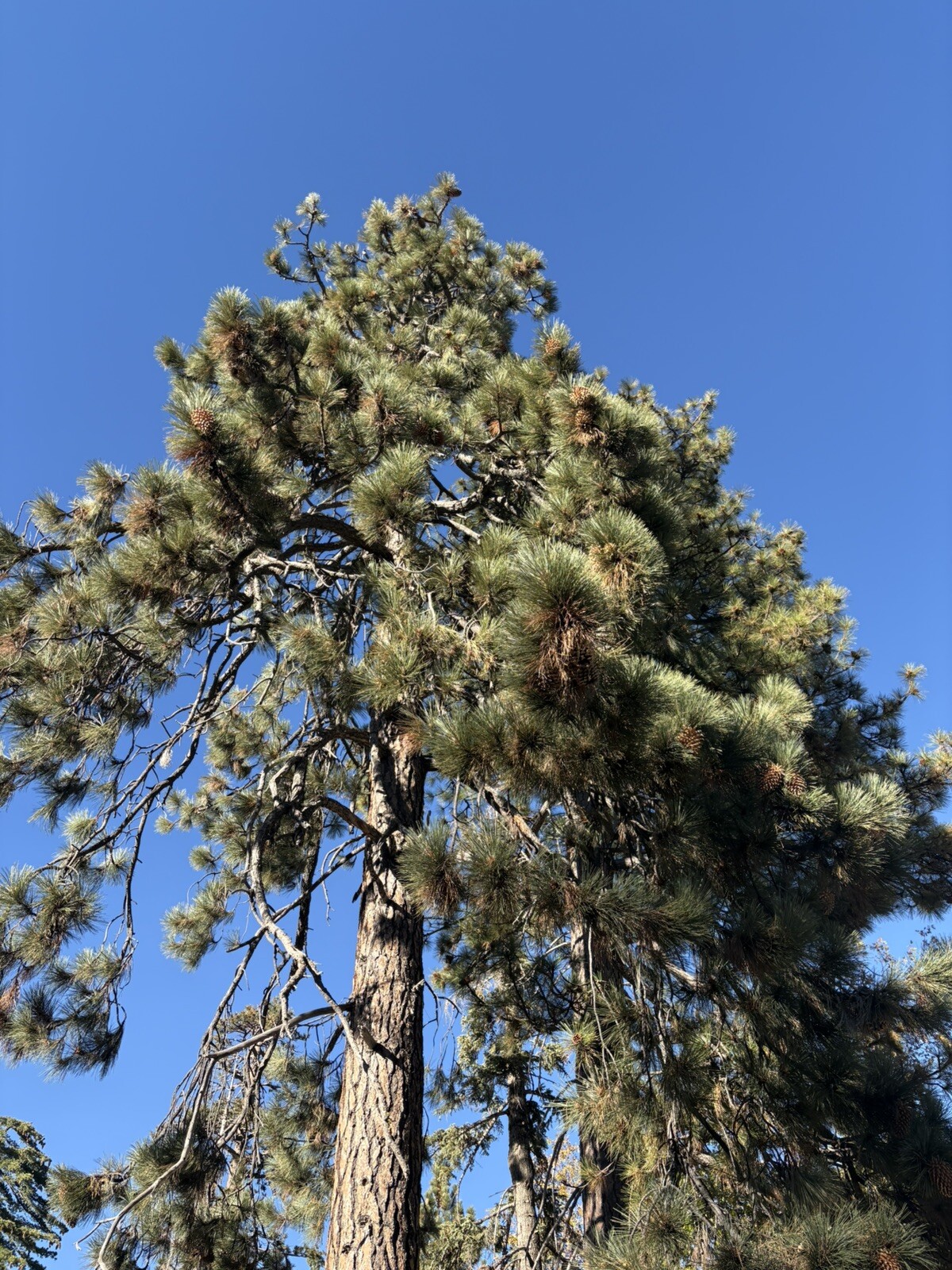 Fresh Natural Big Coulter Pinecones Handpicked