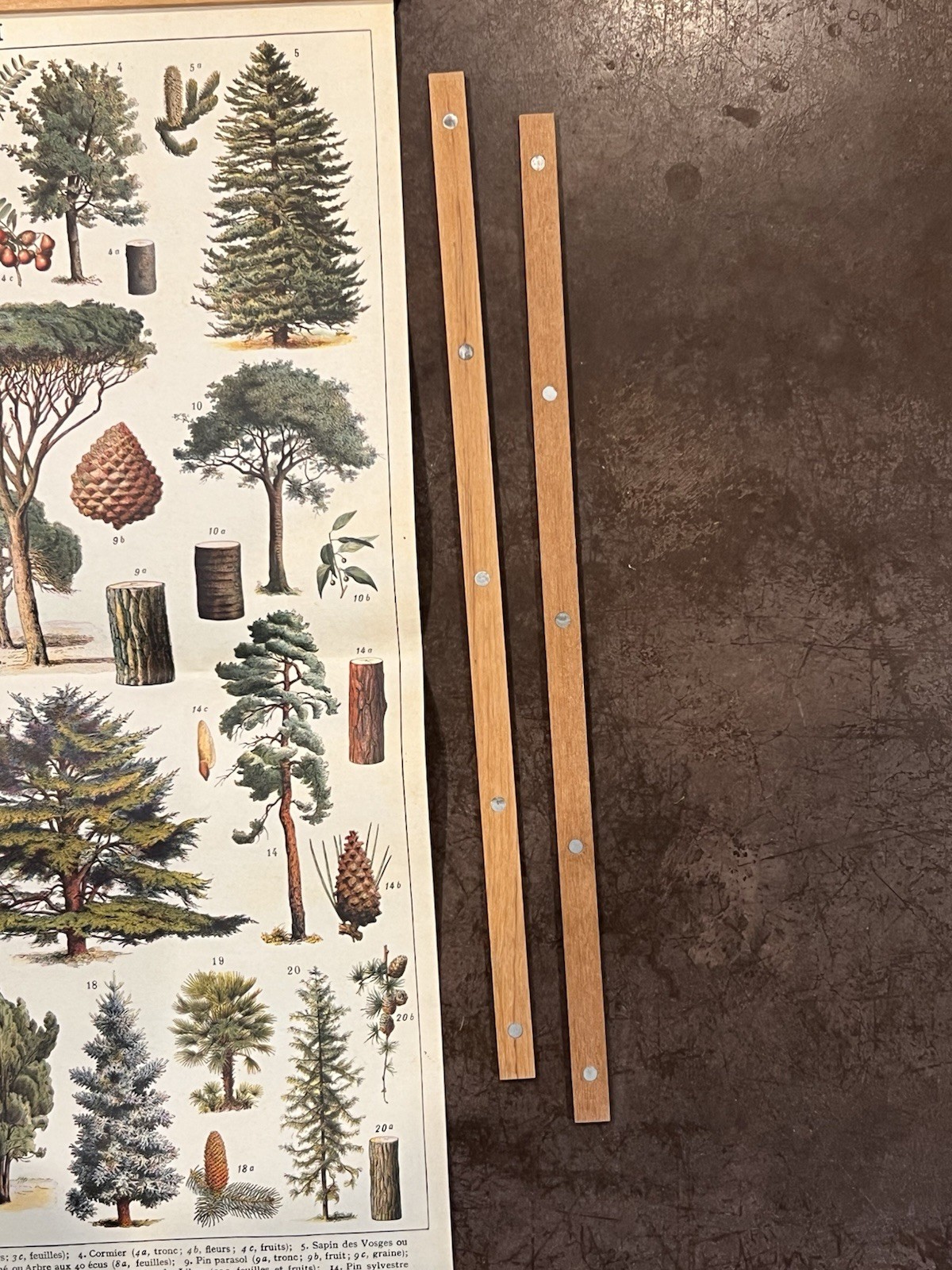 Arboretum Botanical Tree Chart Wall Hanging Magnetic Wood Frame 20” x 28”
