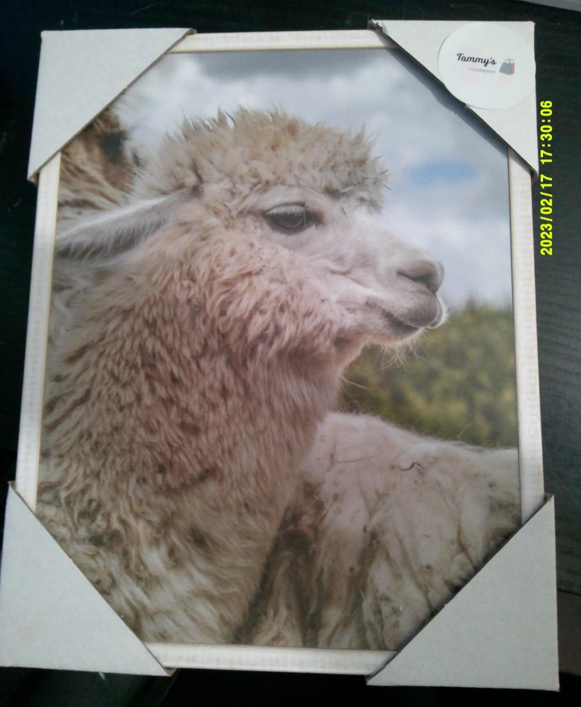 NEW super cute LLAMA picture wall hanging decoration canvas approx 8″x10″