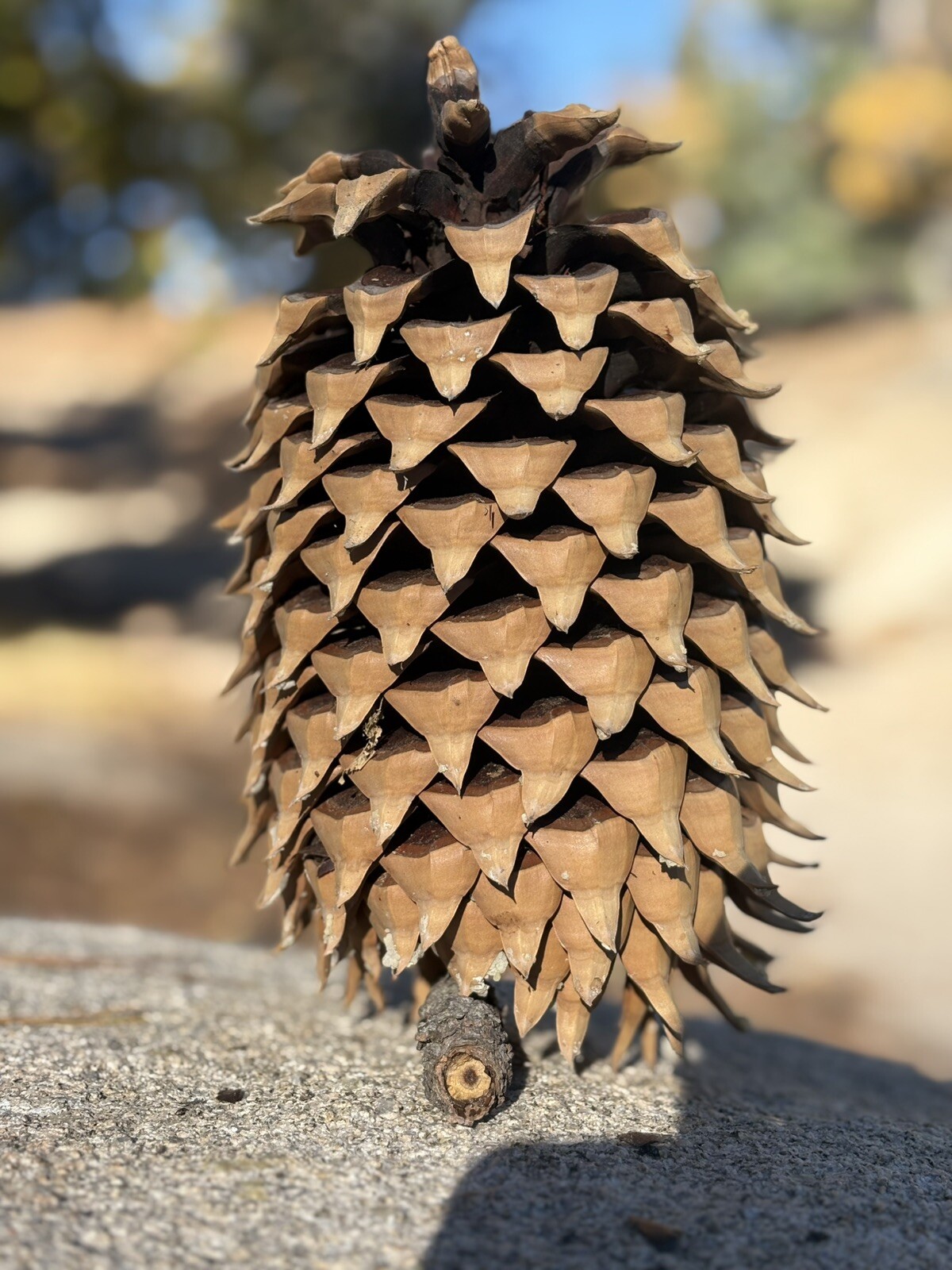 Fresh Natural Big Coulter Pinecones Handpicked