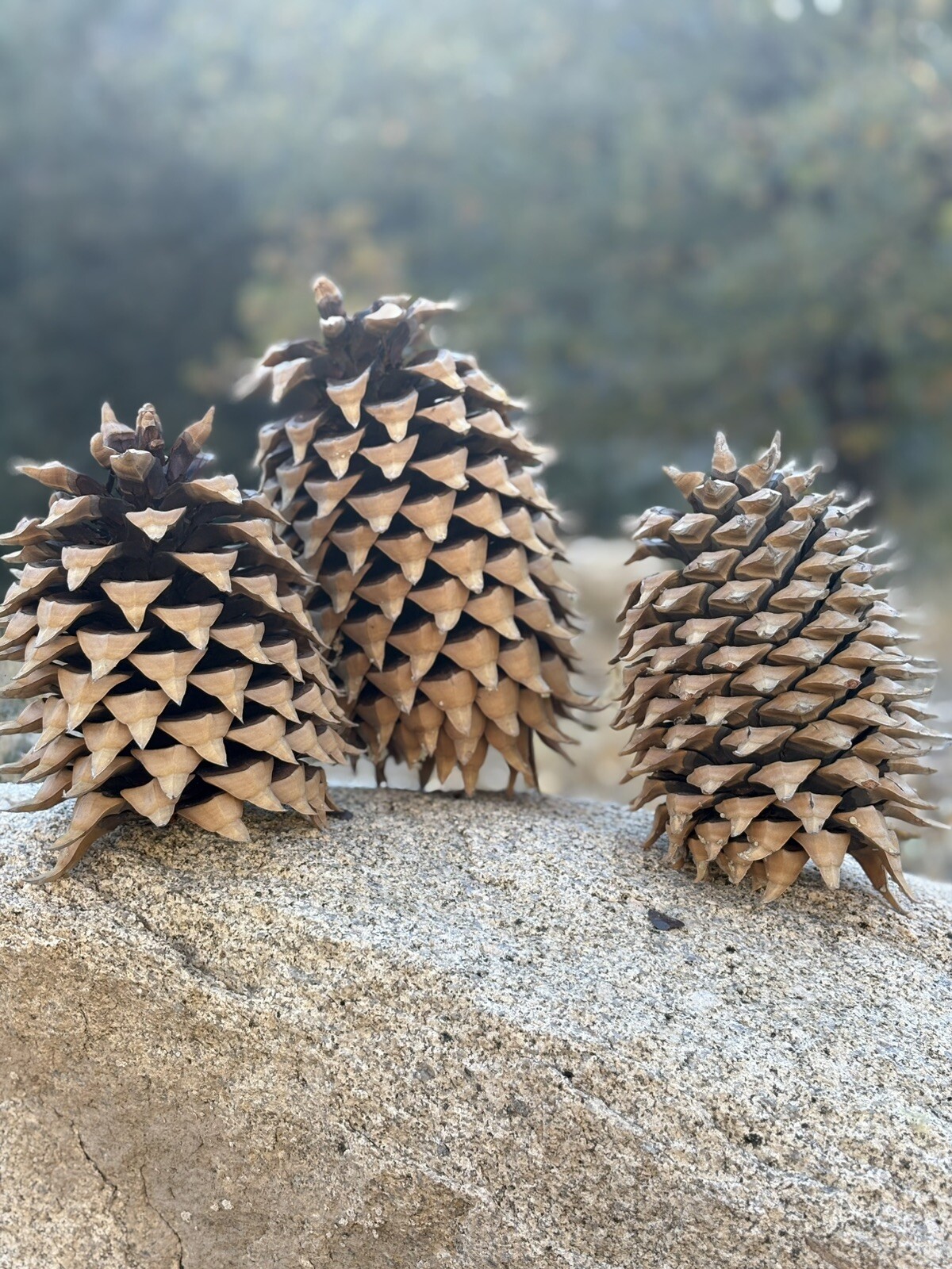 Fresh Natural Big Coulter Pinecones Handpicked
