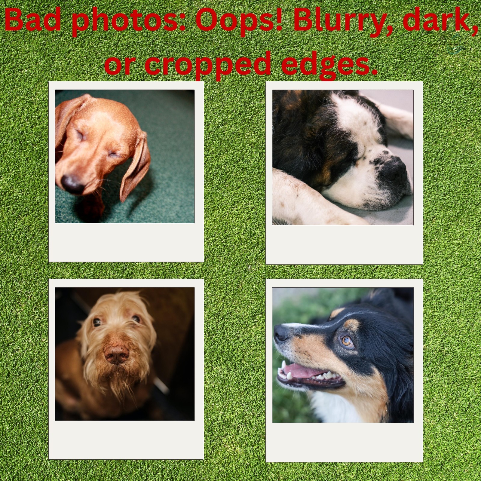 Custom Pet Memorial Garden Stake, Personalized Dog Photo Grave Marker Sign