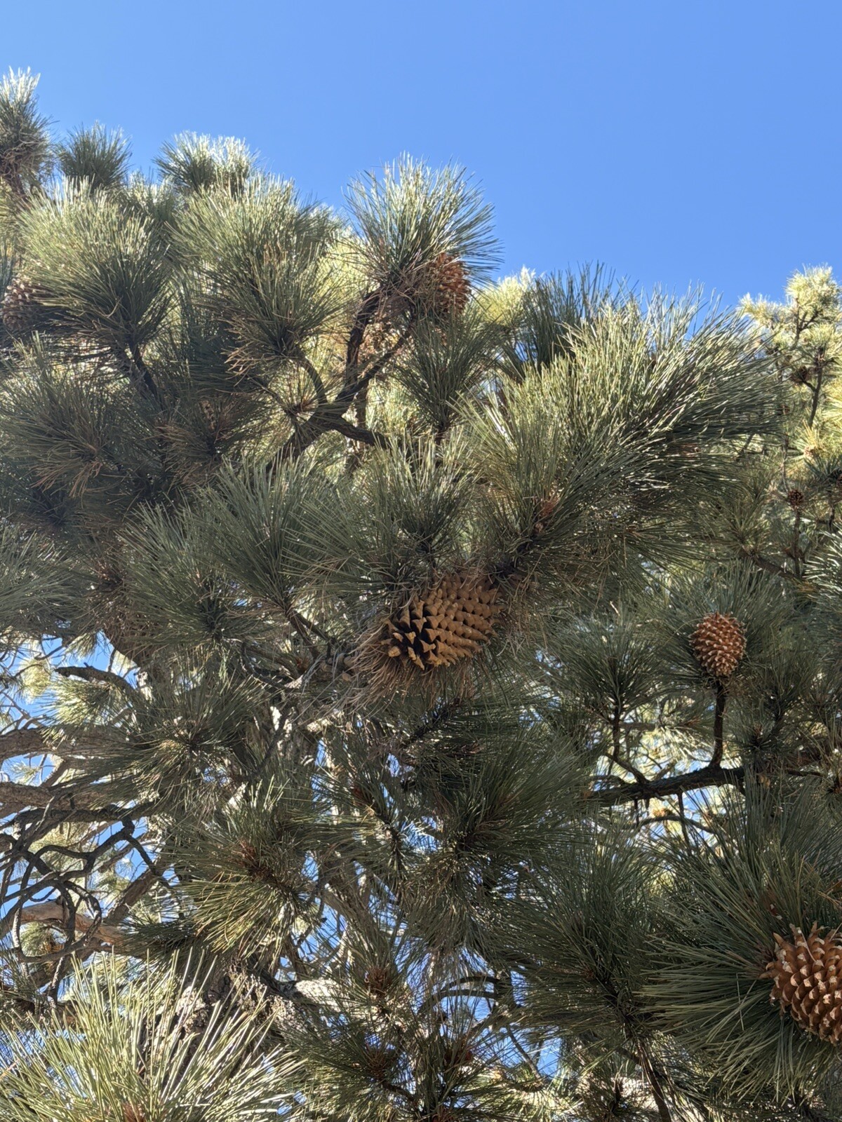 Fresh Natural Big Coulter Pinecones Handpicked