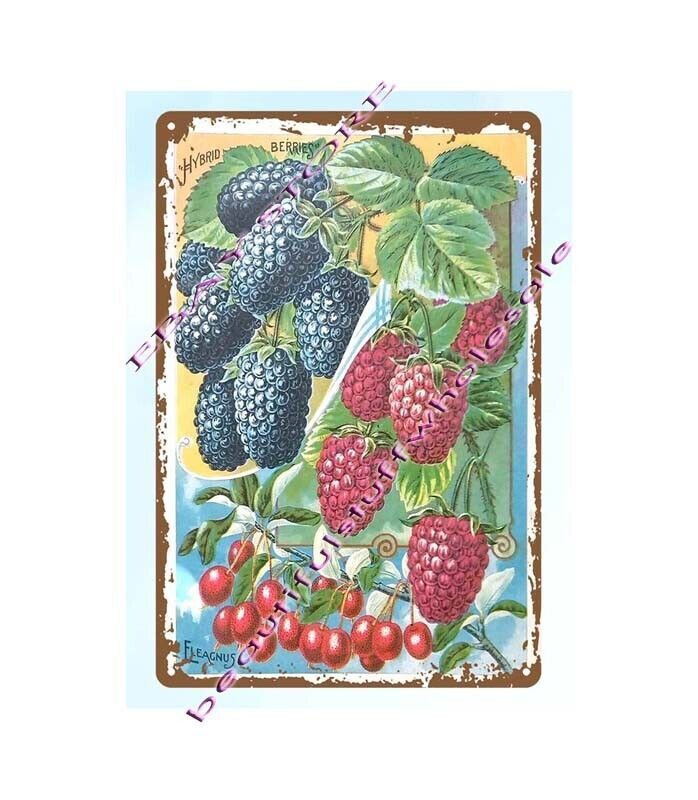1940s flower plant Catalog Hybrid Berries Eleagnus Silver Berries metal tin