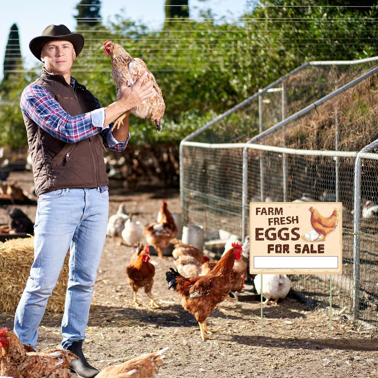 Farm Fresh Eggs Sign Double Sided Corrugated Plastic Yard Stake 3 Pack