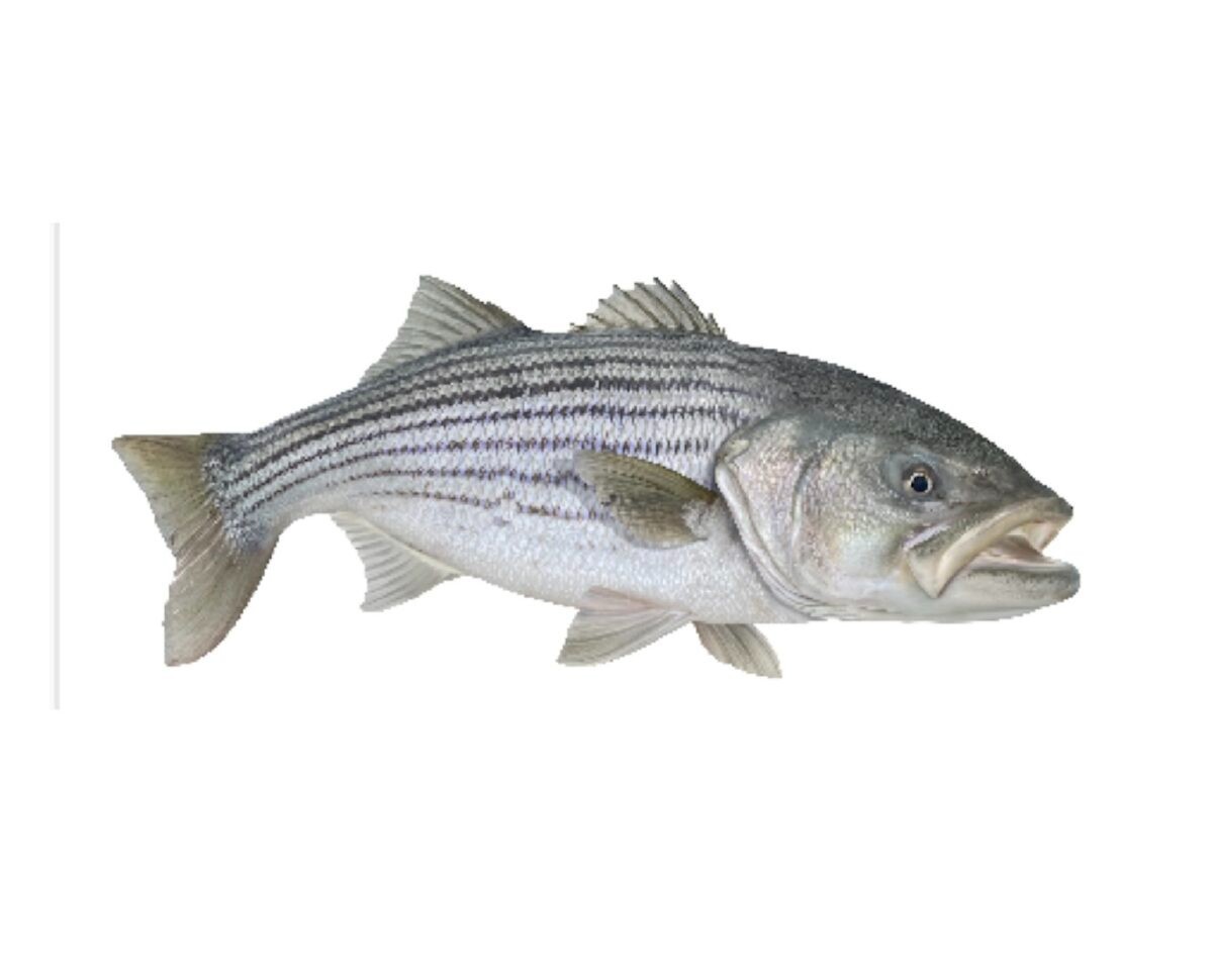Striped Bass Replica Wall Art 32”, Flat Metal Fish Decor of Striped Bass Fish